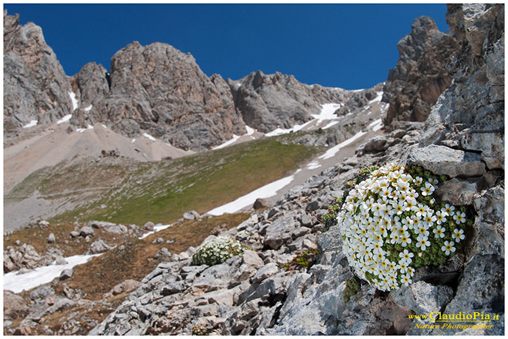 androsace helvetica dolomiti, fiori di montagna, alpini